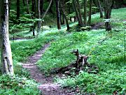 Walderlebniszentrum Tennenlohe