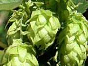 HopfenErlebnisHof in Tettenwang