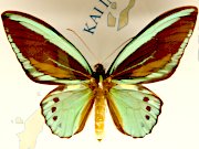 Naturwissenschaftliches Museum Aschaffenburg