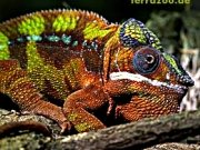 Kindergeburtstag im Terrazoo Rheinberg