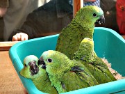 Kindergeburtstag im Vogelpark Heiligenkirchen in Detmold
