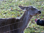 Wildpark Brudergrund in Erbach