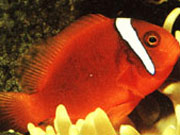 Meeresaquarium Zella-Mehlis