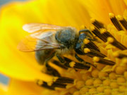 Bienenlehrpfad in Vöhrenbach