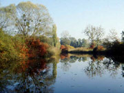 Naturschutzgebiet Eriskircher Ried