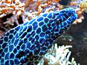 Korallenriffaquarium Nettersheim