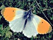 Schmetterlingspfad im Urfttal