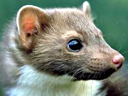 Wildpark und Tropfsteinhöhle im Warsteiner Bilsteintal