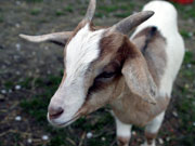 Der Wildpark in Pforzheim