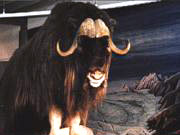 Das Bodensee-Naturmuseum