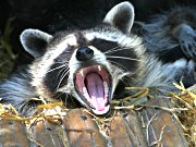 Wildpark Poing