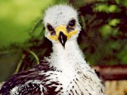 Greifvogel- und Eulenpark auf Burg Rabenstein