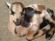 Tierpark Bretten