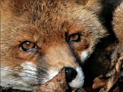 Biotop-Wildpark Anholter Schweiz