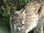 Wildpark Ortenburg