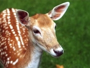 Wildpark Grafenberger Wald in Düsseldorf