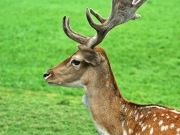 Hochwildpark Rheinland in Mechernich