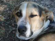 Urlaub mit Hund: Checklisten