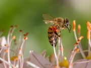 Bienensterben