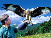 Vogelpark Steinen