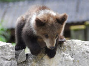 Wildpark Allensbach
