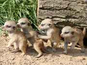 Opel-Zoo im Taunus