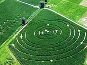Maislabyrinth
