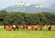 Gestüt Marbach