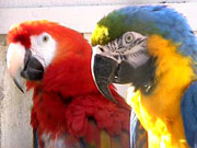 Kleine Tieranlage der Aquarien- und Vogelfreunde in Fellbach