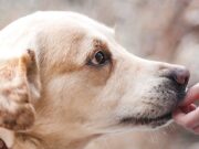 hund