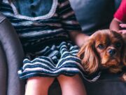 familienhund
