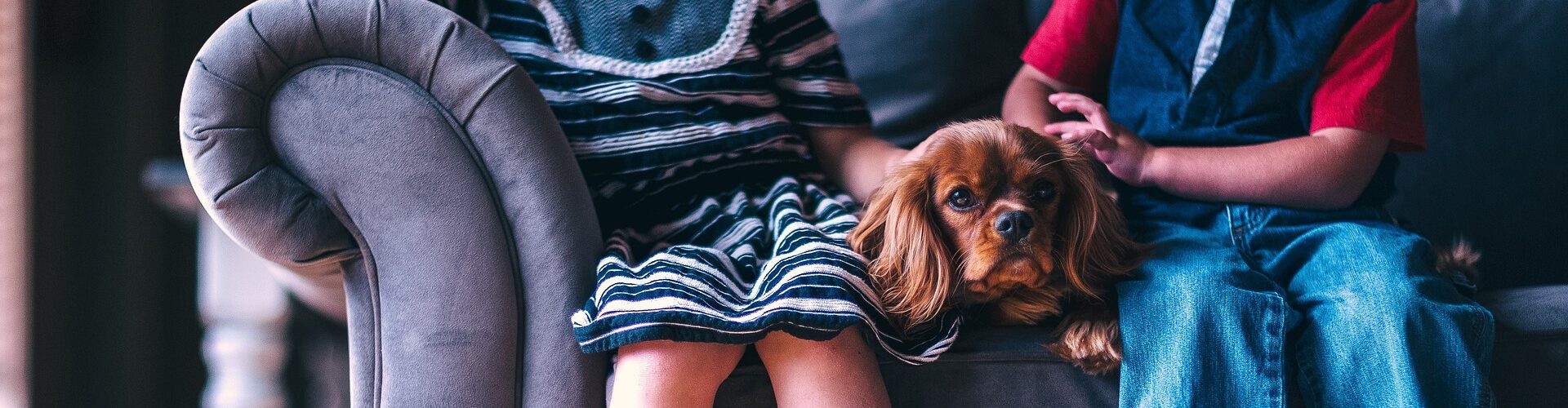 familienhund