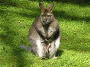 Zoo Stralsund