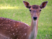 Wildgehege Lützen