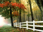 Wald