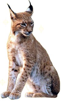 Luchs