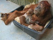Zoo in Dresden