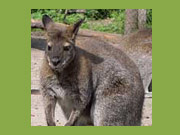 Waldzoo in Offenbach