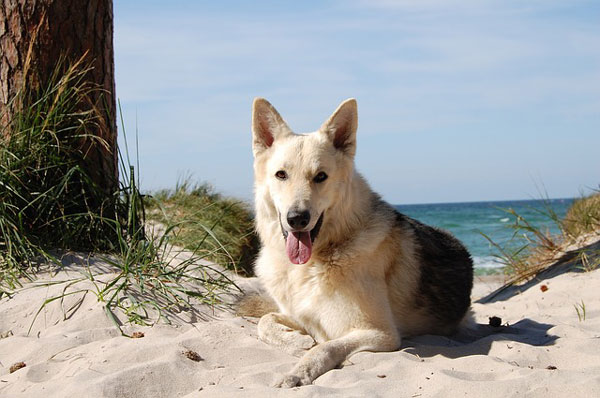 Wohin mit dem Haustier im Urlaub