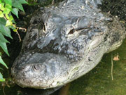Reptilienzoo