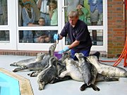 Seehundstation Norddeich