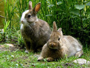 Wildpark Schwarze Berge