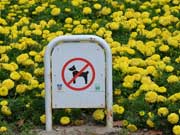 reise checkliste hund