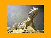 Exotarium Oberhof