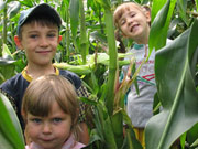 Maislabyrinth