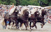 Fohlen