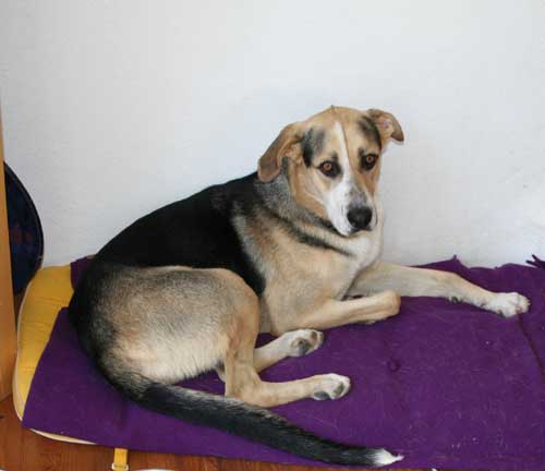 Urlaub mit Hund: Checklisten