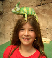 Reptilium Landau