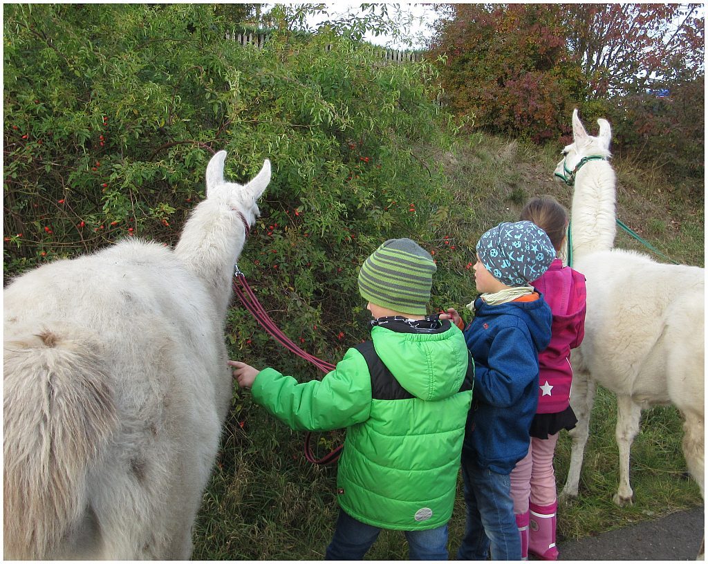 Überraschungen warten beim Kindergeburtstag mit den Unstrut-Lamas
