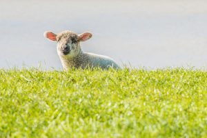Schafe gibt es viele in Ostfriesland
